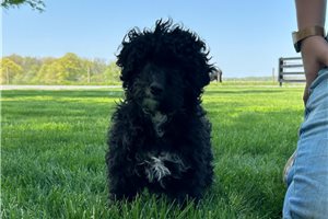 Layla - Poodle, Miniature for sale