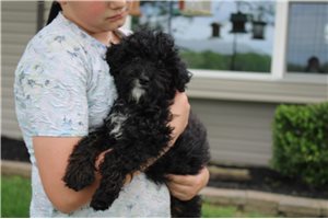 Layla - Poodle, Miniature for sale