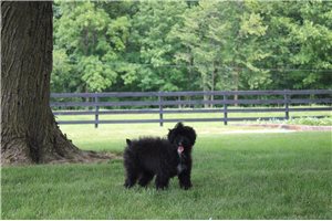 Layla - Poodle, Miniature for sale
