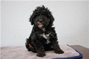 Layla - Poodle, Miniature for sale