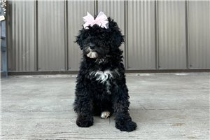 Layla - Miniature Poodle for sale