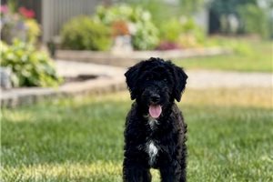 Layla - Poodle, Miniature for sale