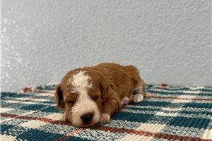 Henry - puppy for sale
