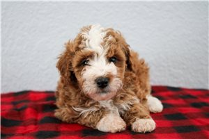 Henry - puppy for sale