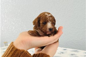 Hailey - puppy for sale