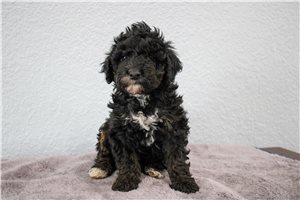 Layla - Poodle, Miniature for sale