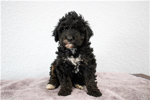 Layla - Miniature Poodle for sale