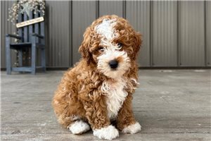 Henry - Poodle, Miniature for sale