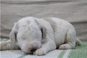 Eeyore - puppy for sale