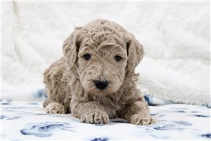 Ethan - puppy for sale