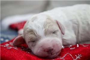 Elias - puppy for sale