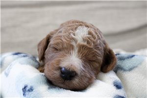 Evan - puppy for sale