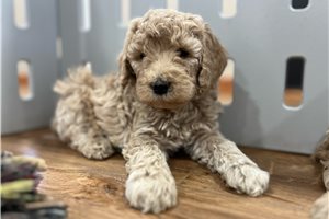 Ella - Poodle, Standard for sale