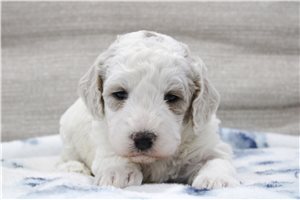 Eliza - puppy for sale