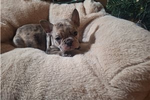 Colton - French Bulldog for sale