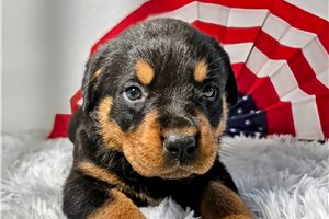 Rottweiler for Sale | Puppies | Pawrade.com