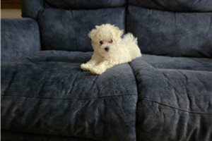 Trudy - Maltese for sale
