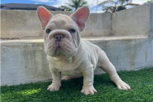 Bixby - French Bulldog for sale