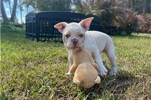 Blackjack - puppy for sale