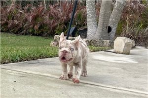 Bloom - French Bulldog for sale
