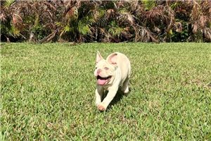Blackjack - French Bulldog for sale