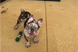 Storm - French Bulldog for sale