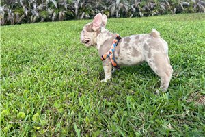 Bloom - French Bulldog for sale