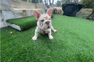 Bixby - French Bulldog for sale
