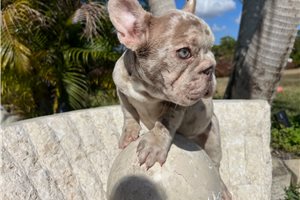 Bloom - French Bulldog for sale