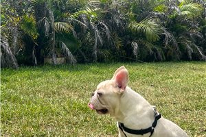 Bishop - French Bulldog for sale
