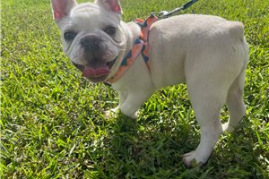 Bishop - French Bulldog for sale