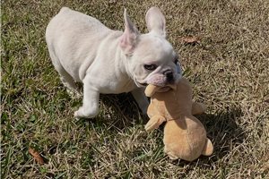 Bishop - puppy for sale