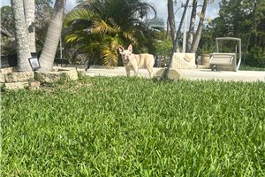 Blackjack - French Bulldog for sale