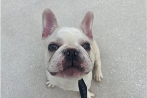 Bishop - French Bulldog for sale