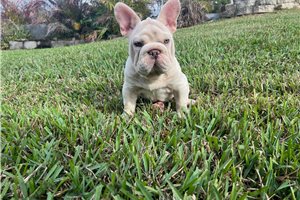 Bixby - French Bulldog for sale