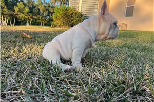 Bixby - French Bulldog for sale