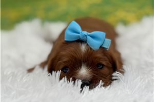 Mason - Cavalier King Charles Spaniel for sale