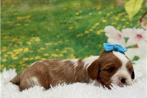 Iverson - Cavalier King Charles Spaniel for sale