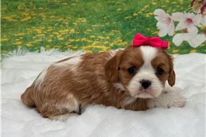 Lola - Cavalier King Charles Spaniel for sale