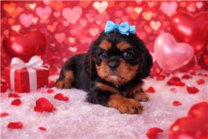 Marcus - Cavalier King Charles Spaniel for sale