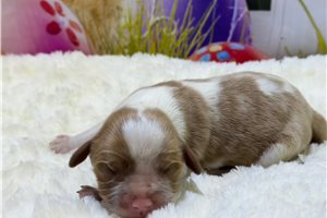 Iverson - Cavalier King Charles Spaniel for sale