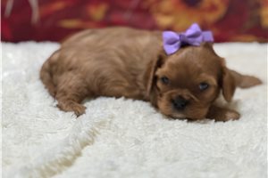 Gemma - puppy for sale