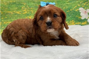 Mason - Cavalier King Charles Spaniel for sale