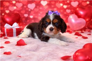 Mila - Cavalier King Charles Spaniel for sale
