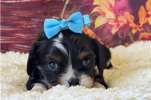 Dawson - puppy for sale