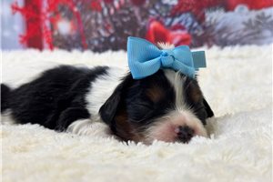 Meeko - Cavalier King Charles Spaniel for sale