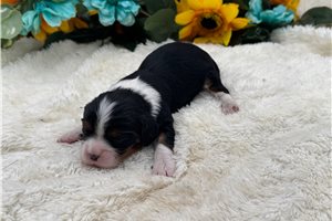 Memphis - Cavalier King Charles Spaniel for sale
