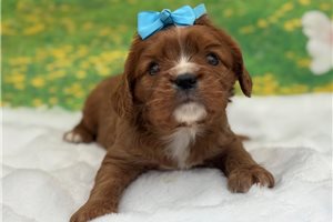 Mason - Cavalier King Charles Spaniel for sale