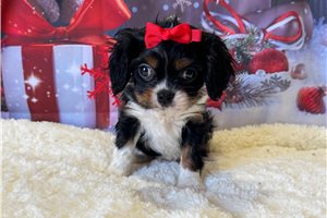 Nico - Cavalier King Charles Spaniel for sale