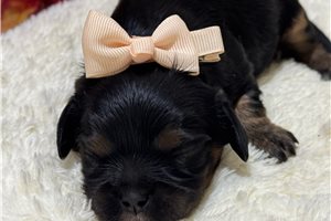 Sadie - puppy for sale